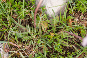 0115-Valeriana-tuberosa-arid-pastures