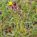 0117-aangebrande-orchis