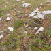 0119-ranunculus-gramineus-pastures