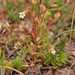 0127-saxifraga-tridactylites-kandelaartje-cliffs-and-walls