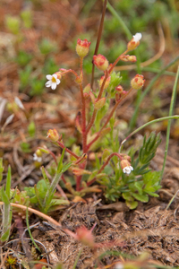 0127-saxifraga-tridactylites-kandelaartje-cliffs-and-walls