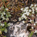 0128-paronychia-kapela-stony-cliffs-and-pastures