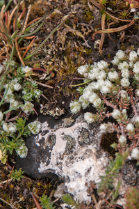 0128-paronychia-kapela-stony-cliffs-and-pastures