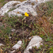 0129-ranunculus-gramineus-pastures
