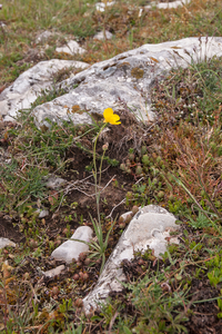 0129-ranunculus-gramineus-pastures