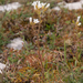 0130-knolsteenbreek-saxifraga-granulata-arid-and-stony-pastures