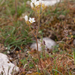 0131 knolsteenbreek-saxifraga-granulata-arid-and-stony-pastures