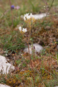 0131 knolsteenbreek-saxifraga-granulata-arid-and-stony-pastures