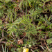 0132-potentilla-spec