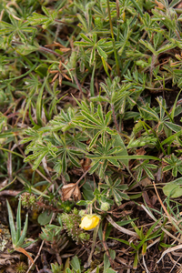 0132-potentilla-spec