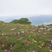 0135-ranunculus-gramineus-pastures