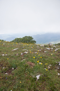 0135-ranunculus-gramineus-pastures