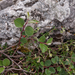 0138-Wilde-dwergmispel-Cotoneaster-integerrimus-rocky-places