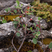 0139 Wilde-dwergmispel-Cotoneaster-integerrimus-rocky-places