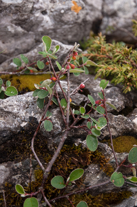 0139 Wilde-dwergmispel-Cotoneaster-integerrimus-rocky-places