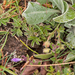 0141-potentilla-spec