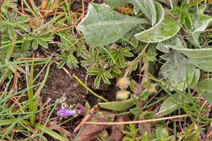 0141-potentilla-spec