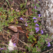 0143-Clinopodium-alpinum-arid-and-stony-pastures