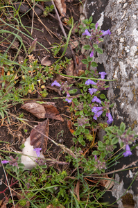 0143-Clinopodium-alpinum-arid-and-stony-pastures