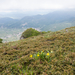 0146-Senecio-scopolii