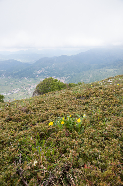 0146-Senecio-scopolii