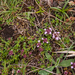 0147-kruiptijm-thymus-praecox