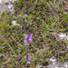 0148-Polygala-nicaeensis-of-polygala-major