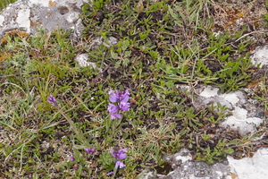 0148-Polygala-nicaeensis-of-polygala-major