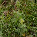0152-onvertakte-ruit-thalictrum-simplex-humid-meadows
