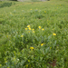 0153-Senecio-scopolii
