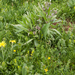 0154-Solenanthus-apenninus-fagus-sylvatica-wood-glades-montane-pa