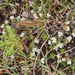 0158-paronychia-kapela-stony-cliffs-and-pastures