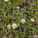 0159-trifolium-montanum-bergklaver-stony-pastures