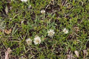 0159-trifolium-montanum-bergklaver-stony-pastures