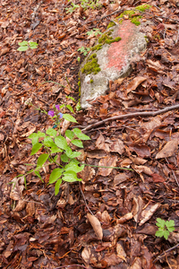 0161-lathyrus-venetus-woods