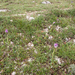 0162-drietandorchis