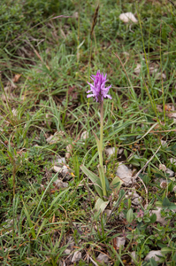 0163-drietandorchis