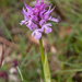 0164-drietandorchis