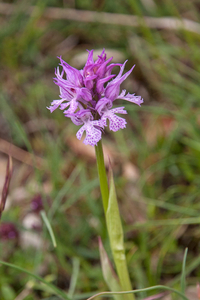 0164-drietandorchis