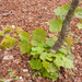 0166-acer-opalus