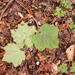 0167-acer-opalus