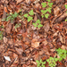 0168-bosbodem-met-blauwe-anemoon-en-schermbloemige