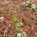 0170-bosbodem-met-cyclamen-parelgras-en-onbekende-plant