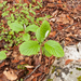 0174-sorbus-aria-meelbes-open-woods-stony-slopes-glades-mostly-in