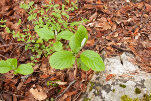 0174-sorbus-aria-meelbes-open-woods-stony-slopes-glades-mostly-in