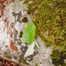 0175-sorbus-aria-meelbes-open-woods-stony-slopes-glades-mostly-in