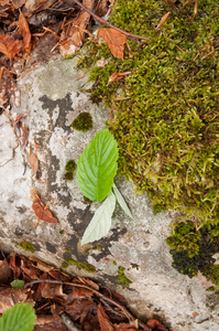 0175-sorbus-aria-meelbes-open-woods-stony-slopes-glades-mostly-in