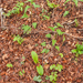 0176 campanula-trachelium-ruig-klokje-open-woods-glades