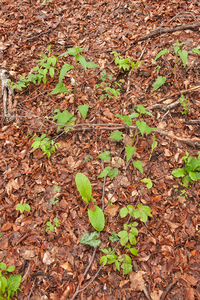 0176 campanula-trachelium-ruig-klokje-open-woods-glades