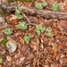 0181-cyclamen-hederifolium-napolitaanse-cyclamen-woods